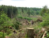 2022-05-20 - Tornado beim Sturmtief Emmelinde Solling - Steinlade bis Gehren (45)